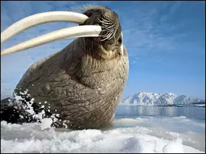 Lód, Mors, Morze