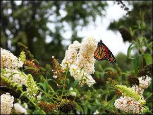 Budleja, Ogród, Motyl, Monarch