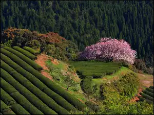 Krzewy, Plantacja, Drzewo