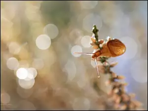 Bokeh, Ślimak, Wrzos