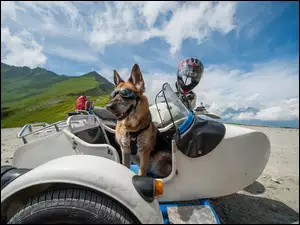 Śmieszne, Owczarek Niemiecki, Kask, Motocykl, Okulary