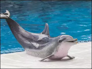 Delfin, Basen