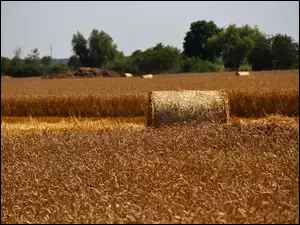 Lato, Pole, Zboże
