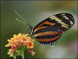 Motyl, kwiat