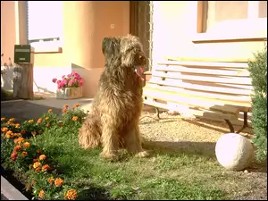 kwiatki, Owczarek francuski Briard, ławka