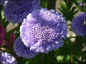Aster, Przyroda, Kwiat