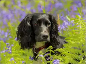 Czarny, Paprocie, Pies, Spaniel
