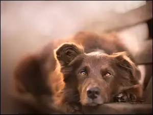 Owczarek australijski-australian shepherd