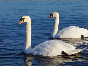 Białe, Woda, Ptaki, Łabędzie