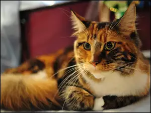 Kotek, Maine Coon