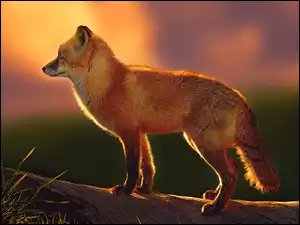 Lis, Kłoda