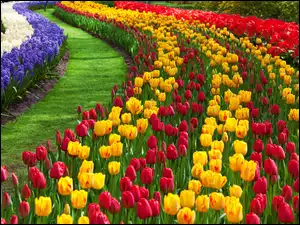Kwiatowy, Lisse, Keukenhof, Park, Dywan