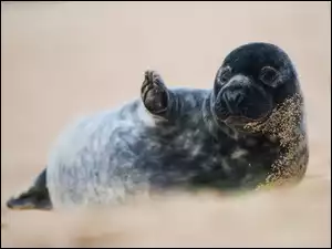 Foka