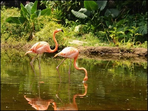 Flamingi, Jezioro