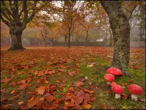 Muchomory zagościły w jesiennym sadzie
