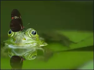 Żaba, Motyl