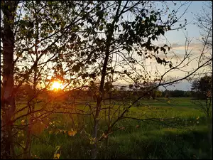 Zachód, Brzoza, Słońca, Łąka