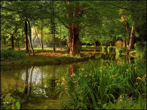 Drzewa, Park, Fontanna, Rzeczka, Lato