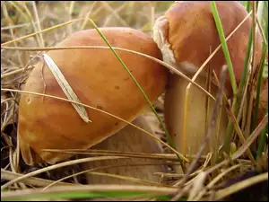 Zbliżenie, Grzyby, Trawa