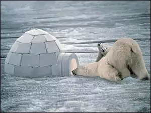 iglo, Niedźwiedzie, śnieg