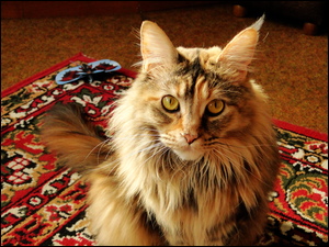 Samica, Kot, Maine coon