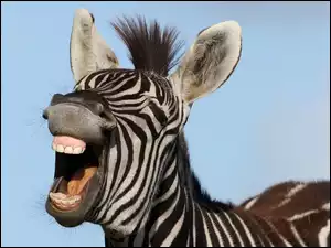 Zebra, Uśmiech