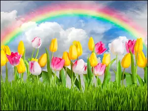 Tecza, Kwiaty, Tulipany