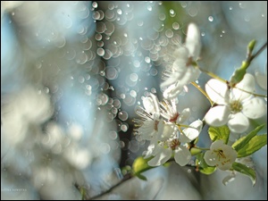 Bokeh, Białe, Drzewo, Kwiaty, Owocowe