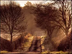 Droga, Sepia, Mgła, Drzewa