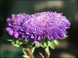 Aster, Przyroda, Kwiat