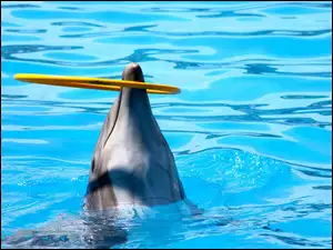 Delfin, Pokaz, Basen, Obręcz