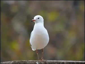 Mewa