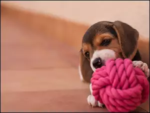 Zabawka, Szczeniaczek, Beagle