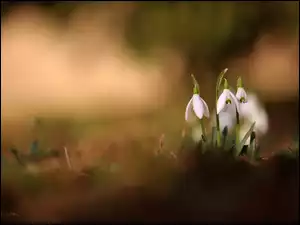 Przebiśniegi, Wiosna, Białe, Kwiaty