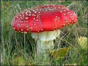 Grzyb, Muchomor