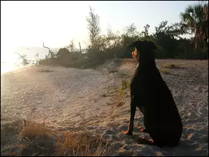 Doberman, Plaża