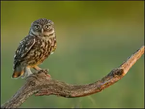 Konar, Sowa, Ziemna