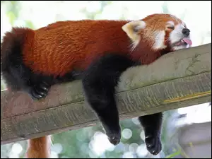 Czerwona, Konar, Panda, Język