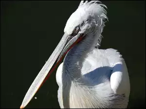 Biały, Pelikan