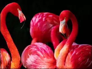Różowe, Flamingi