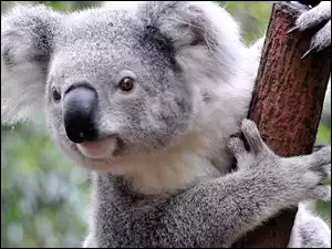 Koala, Konar