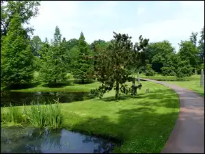Park, Staw, Aleja, Drzewa