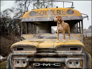 Stary, Pies, Zardzewiały, Autobus