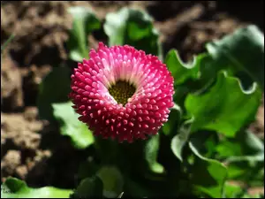 Makro, Kwiat, Stokrotka