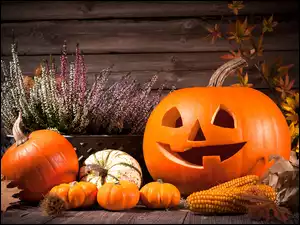 Dekoracja, Wrzos, Halloween, Dynie