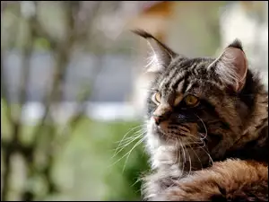 Kot, Maine coon