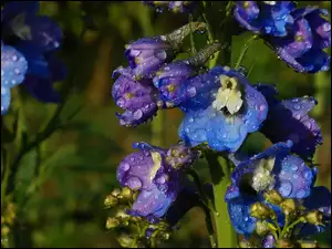 Kwiaty, Krople, Niebieska, Ostróżka