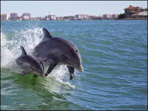 Morze, Delfiny