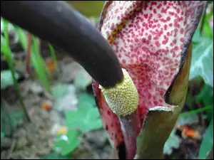 Arum Cornutum