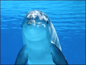 Delfin